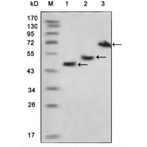 Myelin Basic Protein (MBP) Antibody