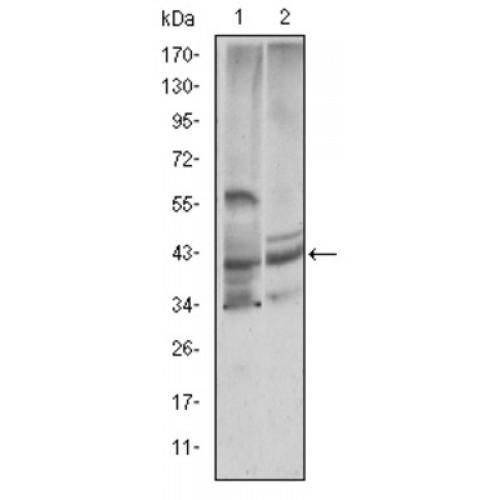 Cystatin C (CST3) Antibody
