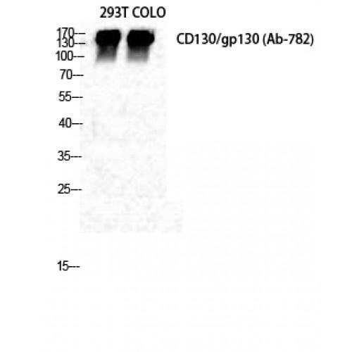 IL-6 Receptor Subunit Beta / GP130 (IL6ST) Antibody