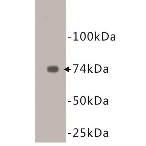 Endoglin / CD105 (ENG) Antibody