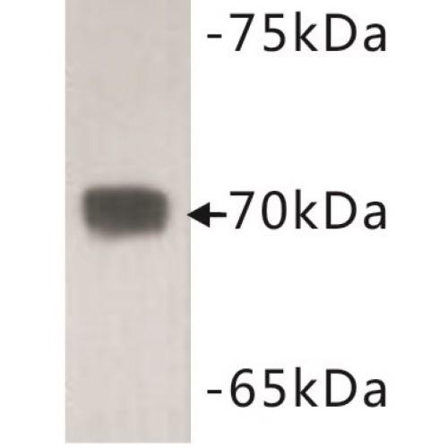 Complement C3 Beta Chain (C3beta) Antibody
